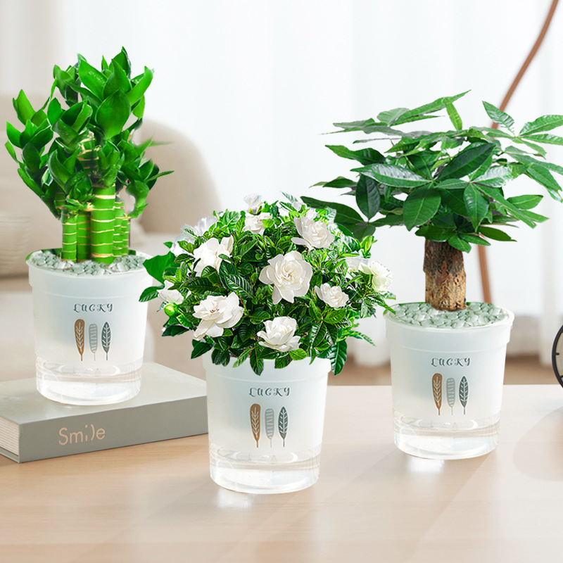 행운죽 + 치자나무 + 돈나무(삼엽흡수대) + 영양액