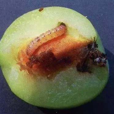 桃小食心虫引诱剂Carposina niponensis诱芯 果树害虫信息素