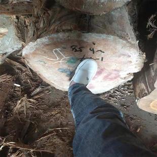 �S�����l��ľԭľ ����ľ �S�İ� ���ľ ��ľ�Ҿ��� �۲���