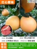 [Inactive Pack] Red Heart Honey Pomelo (three-year-old seedlings 60-80cm) +111cm (inclusive)-140cm (inclusive)