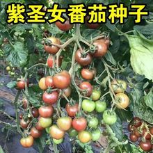 ���}Ů�����ѷN��������ɫС���t���}Ů���N�Ӄ��|�ļ��߹��N��