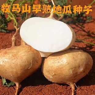 �ó�ˮ���عϷN�� �N�Ѳ˷N��������ˮ���߲˴�������ɳ���ļ�