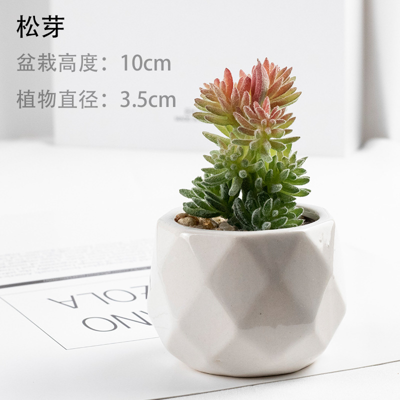 소나무 새싹 + 세라믹 분지