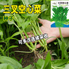 Shengyou trigeminal hollow vegetables seeds, four seasons, multi -stubble harvested manufacturers wholesale Big leaves hollow rapeseed vegetables 孑