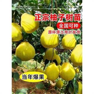 �ش�̖���Ә�������t�������͟��ɳ����ͥԺ�޽����ϱ����Nֲ