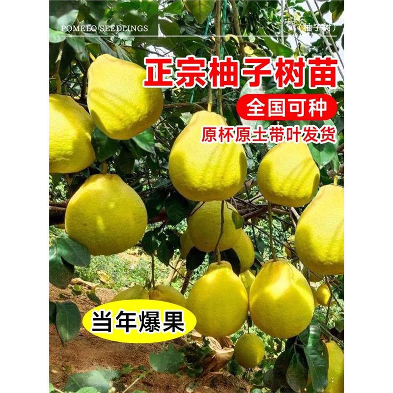 特大号柚子树果树脆甜红心蜜柚耐热大沙田柚庭院嫁接苗南北方种植