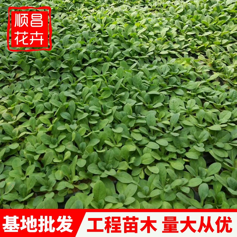 Лотки для рассады петунии Цинчжоу, оптовая база для цветов и рассады, рассада травяных цветов, рассада петунии оптом