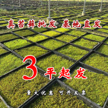 ���������l���r��̦�\����\�����\ɰ�\ͥԺ��ƺ�����̦�쾰