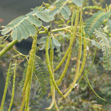 ݼNݷN}|Gʹ@NֲӢϻޣ