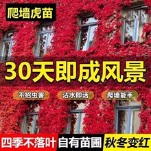 ����ֲ���������������������픸�������ͺ��G�}����ȩ����