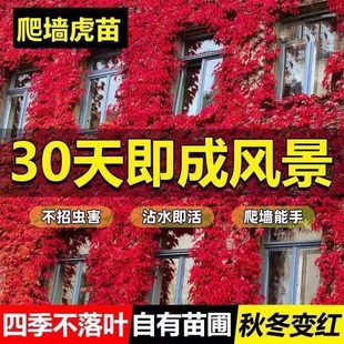 ����ֲ���������������������픸�������ͺ��G�}����ȩ����