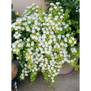 ���~��������������÷С�����ͺ��͟���B�����L��������ľ�Gֲ��