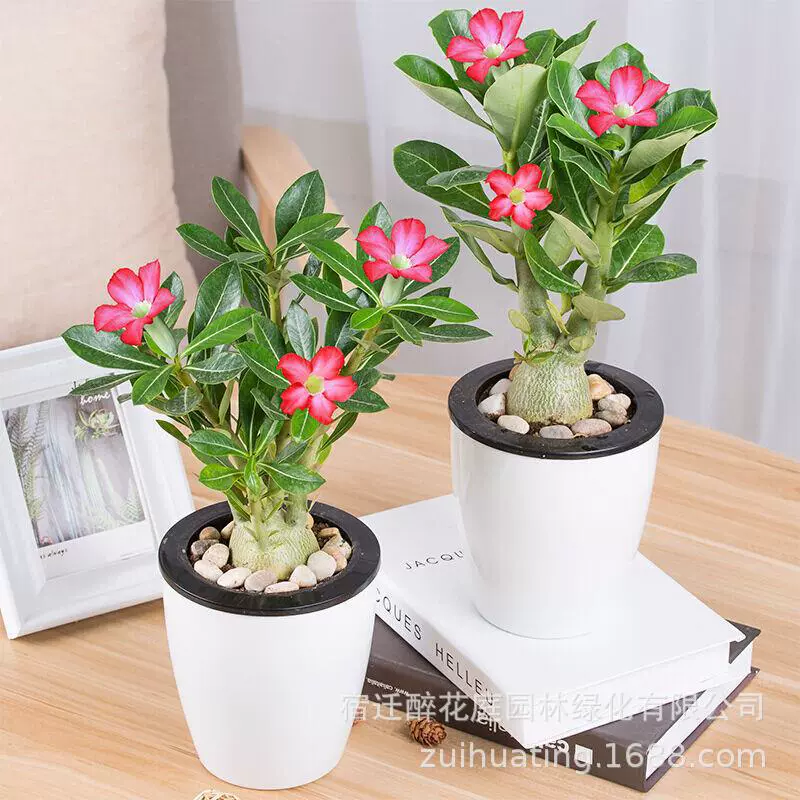 Суккулент в горшке "Пустынная роза", старый сучок, для офиса, морозо- и засухоустойчивый, элегантное цветочное украшение