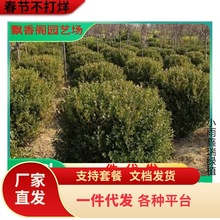 С~SSͥԺGh窚US~S