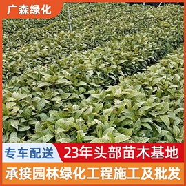 乔木;其他园林植物;灌木