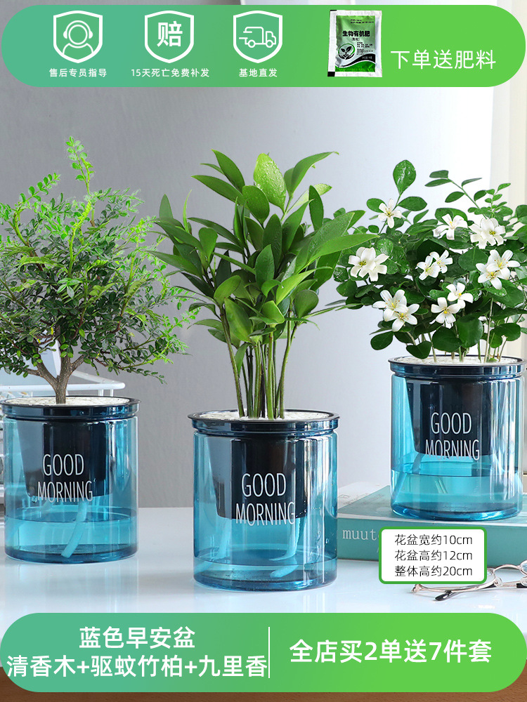 [모기퇴치 패키지 블루포트] 향목 + 모기퇴치대나무, 편백나무 + 구리향 (무료비료)