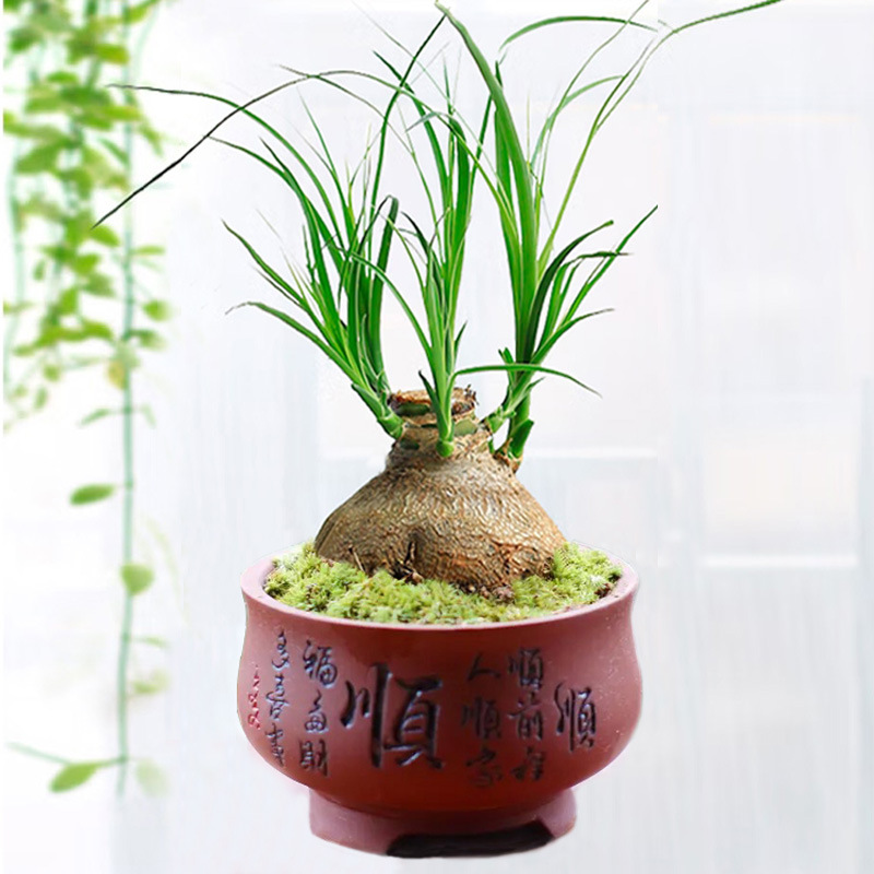 酒瓶兰盆栽桌面趣味绿植盆景耐旱耐寒四季常青懒人好养兰花卉球茎