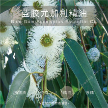 �R�_��˹�� | �M�� �ЙC  �{�z�ȼ����η����� ���l