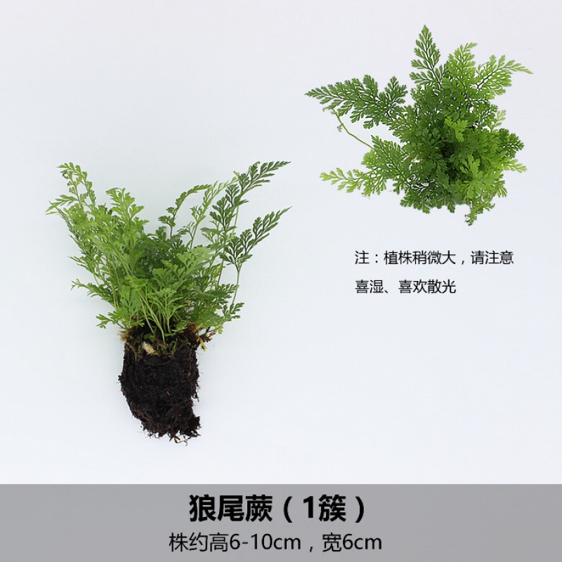 페니테일 고사리 (1 클러스터)