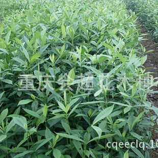 Wholesale Base for Yellow Gardenia Seedlings, Young Yellow Gardenia Seedlings, Medicinal Gardenia, Bulk Discounts on Golden Gardenia Saplings