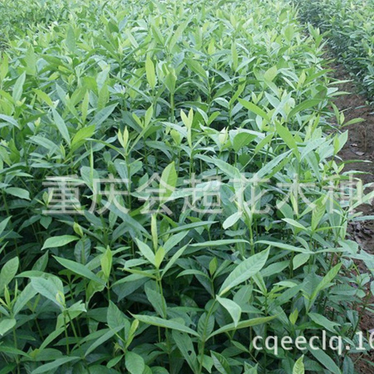 База оптом, желтые саженцы гардении, желтые саженцы гардении, лекарства, гардения, большое количество, выгодные растения, золотые саженцы гардении