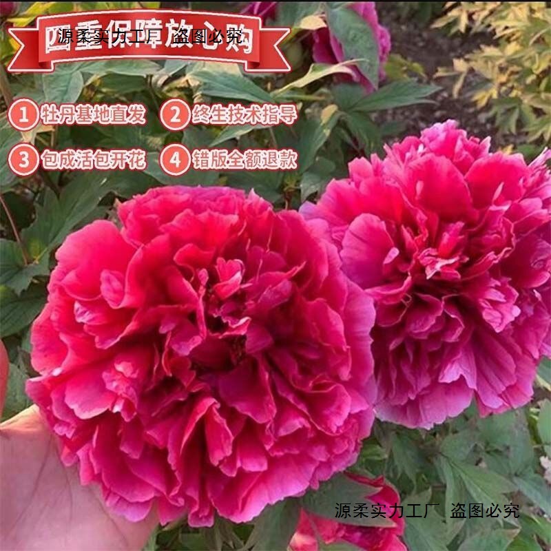 花苗花苞独杆观赏牡丹花苗四季庭院牡丹花树北方耐寒