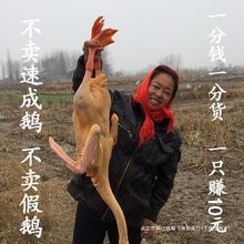 鹅肉新鲜大鹅 鹅肉整只新鲜 活鹅肉现杀冷冻农家散养白鹅整只老家