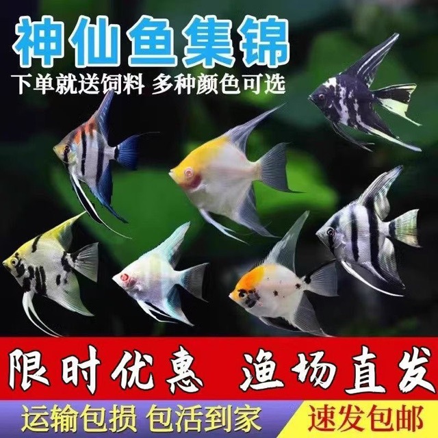 神仙鱼秘鲁燕子鱼热带鱼观赏鱼活体鱼三色神仙熊猫神仙水族新手鱼