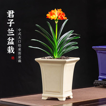 中式大口径君子兰花盆陶瓷家用办公室桌面摆件透气大号绿植物花盆