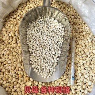 ؐĸ ��ؐĸ ƽؐĸ ��ؐĸ ��ș�����l 500��ɢ�b �a��ֱ��