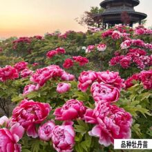 ���w�����ذ�ĵ����������ͥԺ�����ͺ�ĵ���������Ϸ������Nֲ