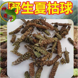 批发夏枯球中药材 新鲜夏枯草  散装夏枯草穗 野生夏枯球 中草药