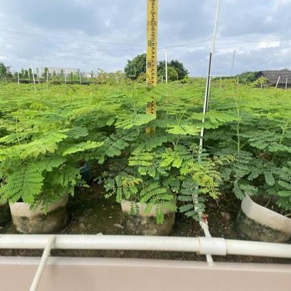 金凤花洋金凤蛱蝶花黄金凤批发80-120厘米