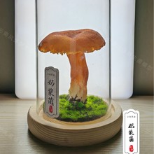 �����Ģ������Gֲ����ģ��΢���^DIY�b�����߷����̝{��