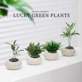 罗汉松迷你小盆栽客厅桌面绿植多肉植物办公室内懒人好养小型盆景