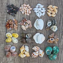 天然海螺贝壳按斤卖小海星寄居蟹替换壳鱼缸造景漂流瓶手工画材料