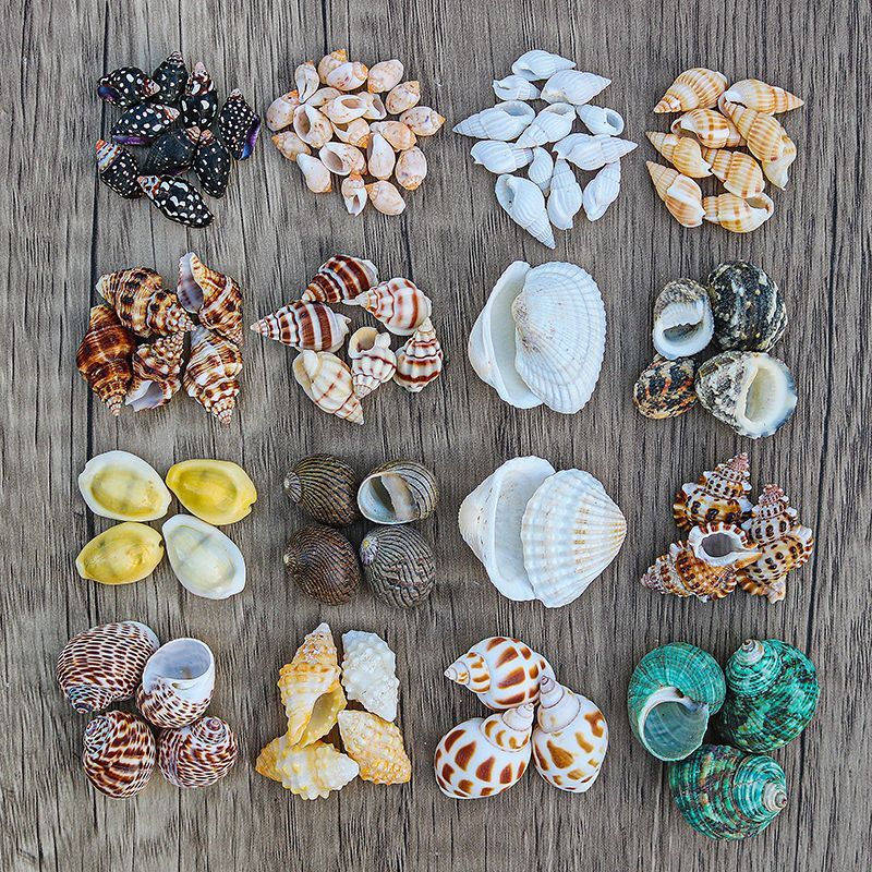 Natural Conch Shells Sold by the Pound, Small Starfish, Hermit Crabs, Replacement Shells, Fish Tank Landscaping, Drift Bottles, Hand-Painted Materials