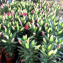 ��ˮ�ٺ����Ի��玧���������r����ֲ�����廨ˮ���ļ��̨�^�p