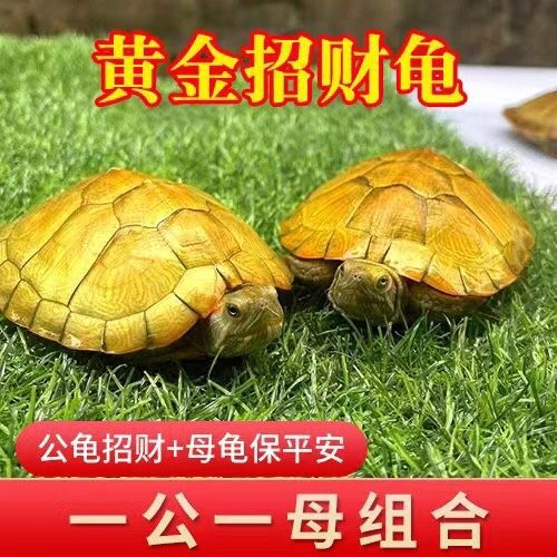 A Pair of Turtles, Golden Lucky Brazilian Turtles, Small Turtles, Live Pets for Decoration, Longevity, and Home Protection