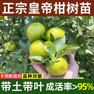 ���ڻʵ۸̘���޽ӹ����Ϸ��Nֲؕ������ˮ�����٘��箔��Y��