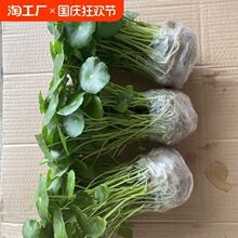 �~�X��ˮ��ֲ���k���҃����Կ͏d����Gֲ����ˮ�B���X�����Ҿ�Ʒ