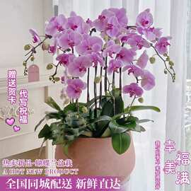 蝴蝶兰盆栽带真鲜花速递同城配送长辈生日乔迁开业深圳广州店