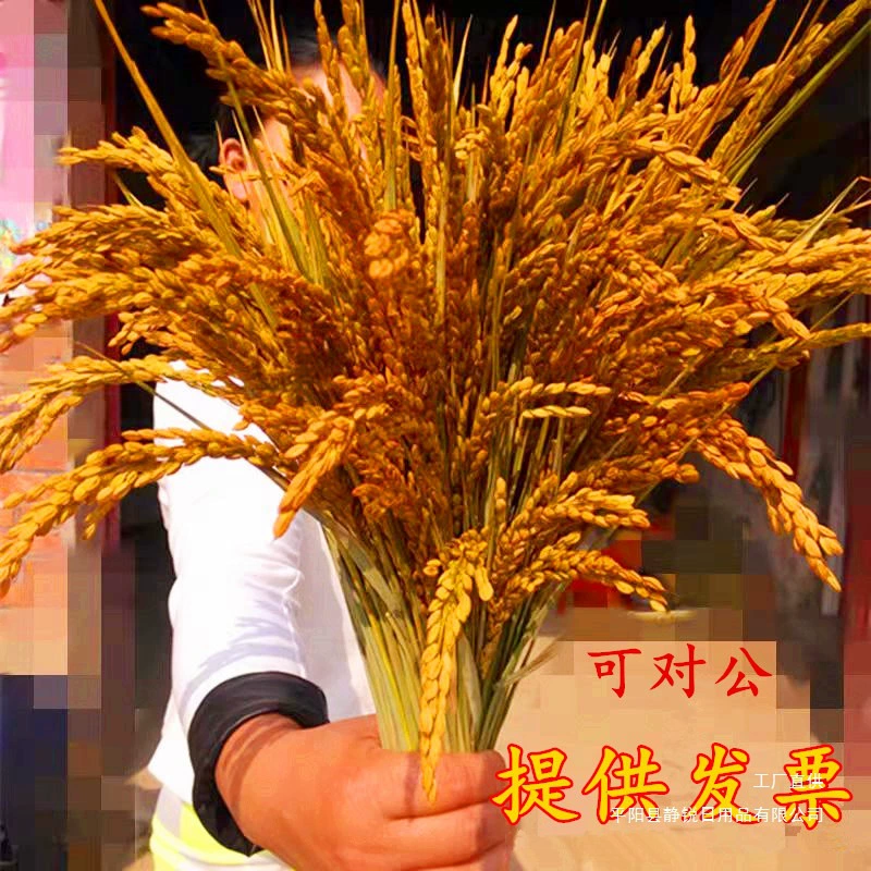 Украшение рисовых колосков, настоящий рис, сушеные цветы риса, настольная искусственная цветочная композиция, реквизит для фотосъемки урожая