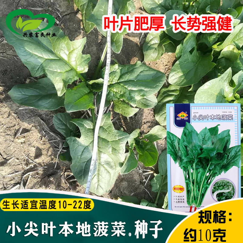 Small Pointed Leaf Local Spinach Seeds Wholesale Farmland Vegetable Garden Old Variety Red Root Sweet Spinach Vegetable Seeds Small Pointed Leaf Local Spinach Seeds Wholesale Farmland Vegetable Garden Old Variety Red Root Sweet Spinach Vegetable Seeds