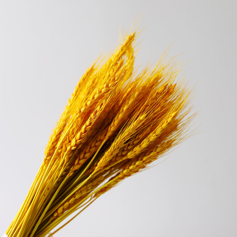 Material de cesta de flor de cebada de celebridad en línea material de ramo seco de oreja de trigo bricolaje decoración del hogar material de embalaje de flores tienda de flores