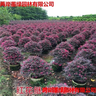 �t���^ľ��@��ͥԺ�Gֲ���ܻh�ʇ����ļ��t�~��ɫ�辰�t��ľ����