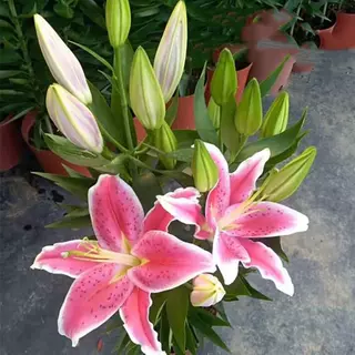 香水百合花盆栽法国带花苞开花带清香味重瓣庭院室内客厅花卉观花