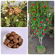 ɽ軨NӻܷNӻľNľNɽ軨ļ׷NN