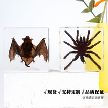 透明标本天然昆虫琥珀树脂胶罕见原虫真虫蝙蝠毛蜘蛛蜻蜓展示标本