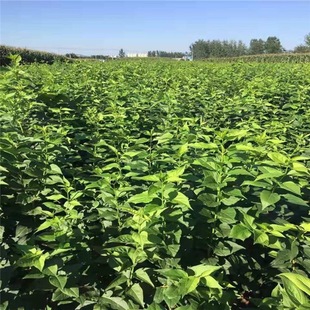 Spring 2025 Supply of Northeast Forsythia Seedlings with Complete Specifications and Stable Prices